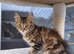 Female 5 month ginger silver tabby ,