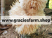 Polish chickens Padovana chickens frizzled smooth Hatching Eggs