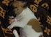 Beautiful Chihuahua Male puppy