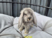 Stunning French lops for sale