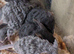 Rex coat fancy mice