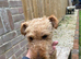 Lakeland terrier