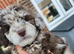 Beautiful F1BB rare curly cockapoo's