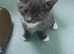 Kittens for sale