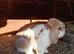Male mini lop 9 months old
