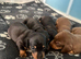 miniture dachshunds