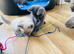 4 left beautifull kittens. Readynow :) looking forever homes