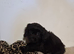 F1 cockerpoos puppies