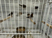 Finches available