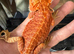 Bearded dragons from 100