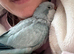 LAST Silly tame Quaker babies