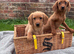 F1 Labradoodle puppy's