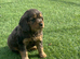 2 female cocker spaniel puppies