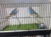 Male budgies available