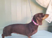 Stunning kc reg mini girl dachshund
