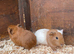 2 baby boars