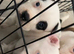 Thick pocket bully pups