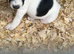 Lovely jack Russel puppies