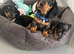 PRA Clear miniature dachshund puppies