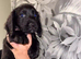 5 beautiful cocker spaniel puppies ready to leave now