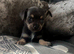 Blue and tan male chihuahua ready now