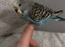 Baby  Budgie seven weeks old (Blue Pied Yellow Face)