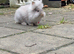 Lionhead Male