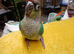 Hand Reared Conures