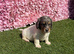 Miniature Daschund