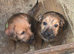 Jack Russell x Border Lakeland puppies