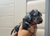 For sale Blu 6week miniature dashund boy