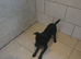 Patterdale Terrier