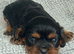 Beautiful Cavalier King Charles puppies