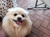 Pomeranian girl
