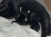 Beautiful felix girl for sale