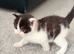 5 weeks old kittens mixed breed, the mom is maine coon
