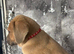 Cane corso x lab puppies