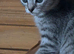 Stunning kittens for sale!