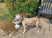 RKC Blue brindle dog