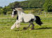 13.2 5yr Old Coloured Cob Mare