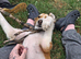 Beautiful saluki male
