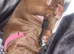 Sweet pup URGENT rehome