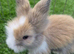 Beautiful blue plush mini lion lop