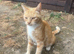 Kittens ready now! ~2 LEFT