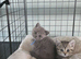 Ready to leave cutest boy TICA registered