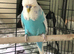 Stunning Exhibition Budgie for sale