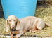 DNA Tested Clear Mini Smooth Dachshund