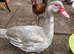 Muscovy drakes