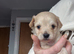 Beautiful chipoo pups
