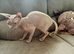 Ginger - Petite Silver Sphynx Girl - £800